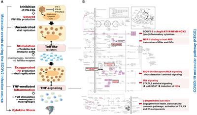 The two-stage molecular scenery of SARS-CoV-2 infection with implications to disease severity: An in-silico quest
